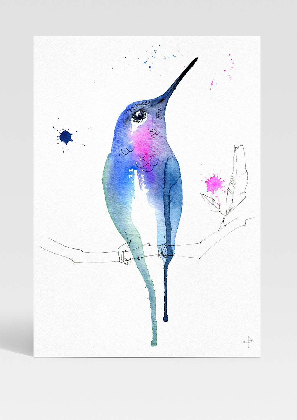 Petit Colibri de Paradis